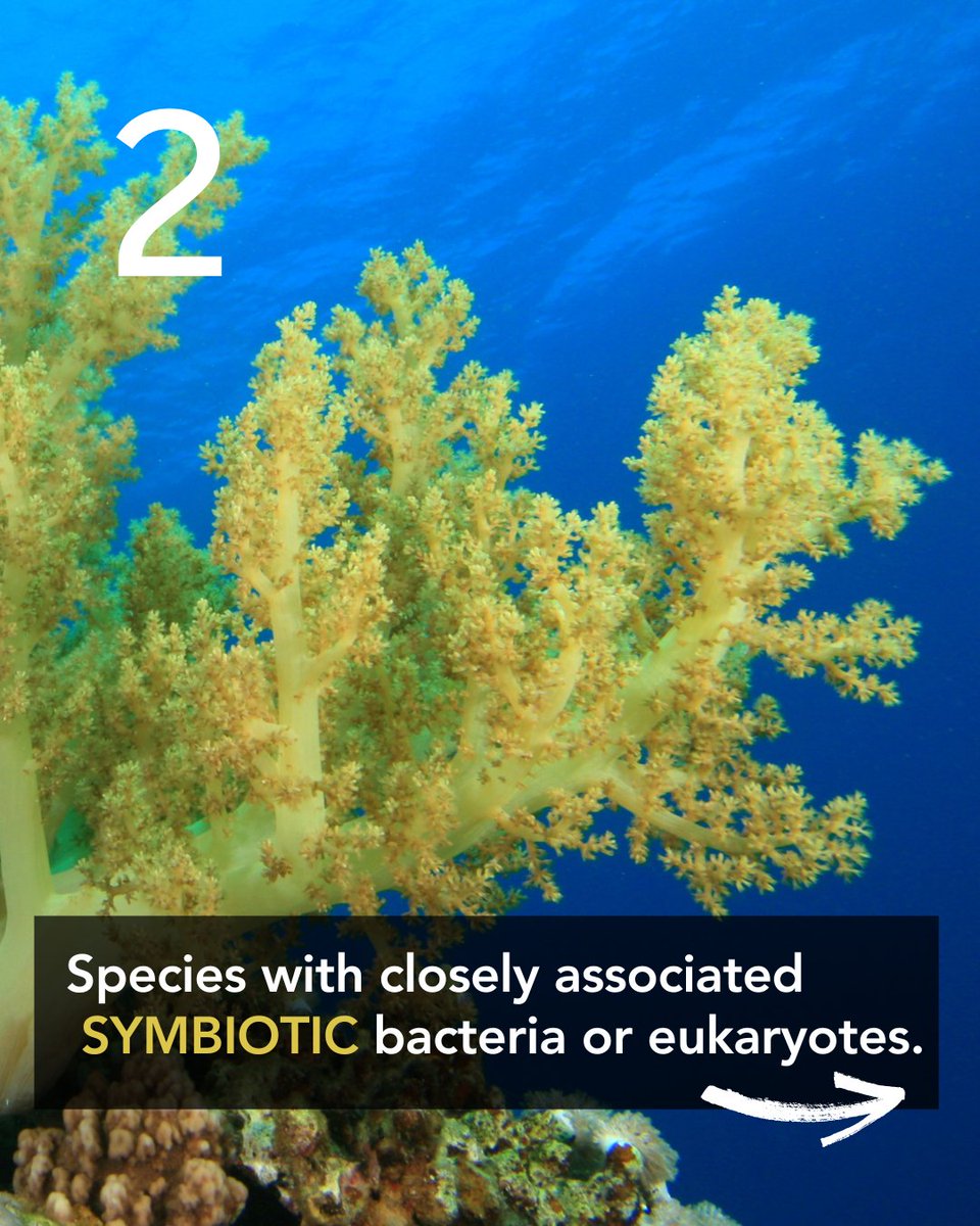 🧬 Not all DNA comes out easily! Some species lock their secrets behind tough shells, rigid walls, or tricky chemistry. Extracting high-quality DNA can mean cracking exoskeletons, dissolving cell walls, or working around inhibitory compounds — science meets detective work 🔬💥
