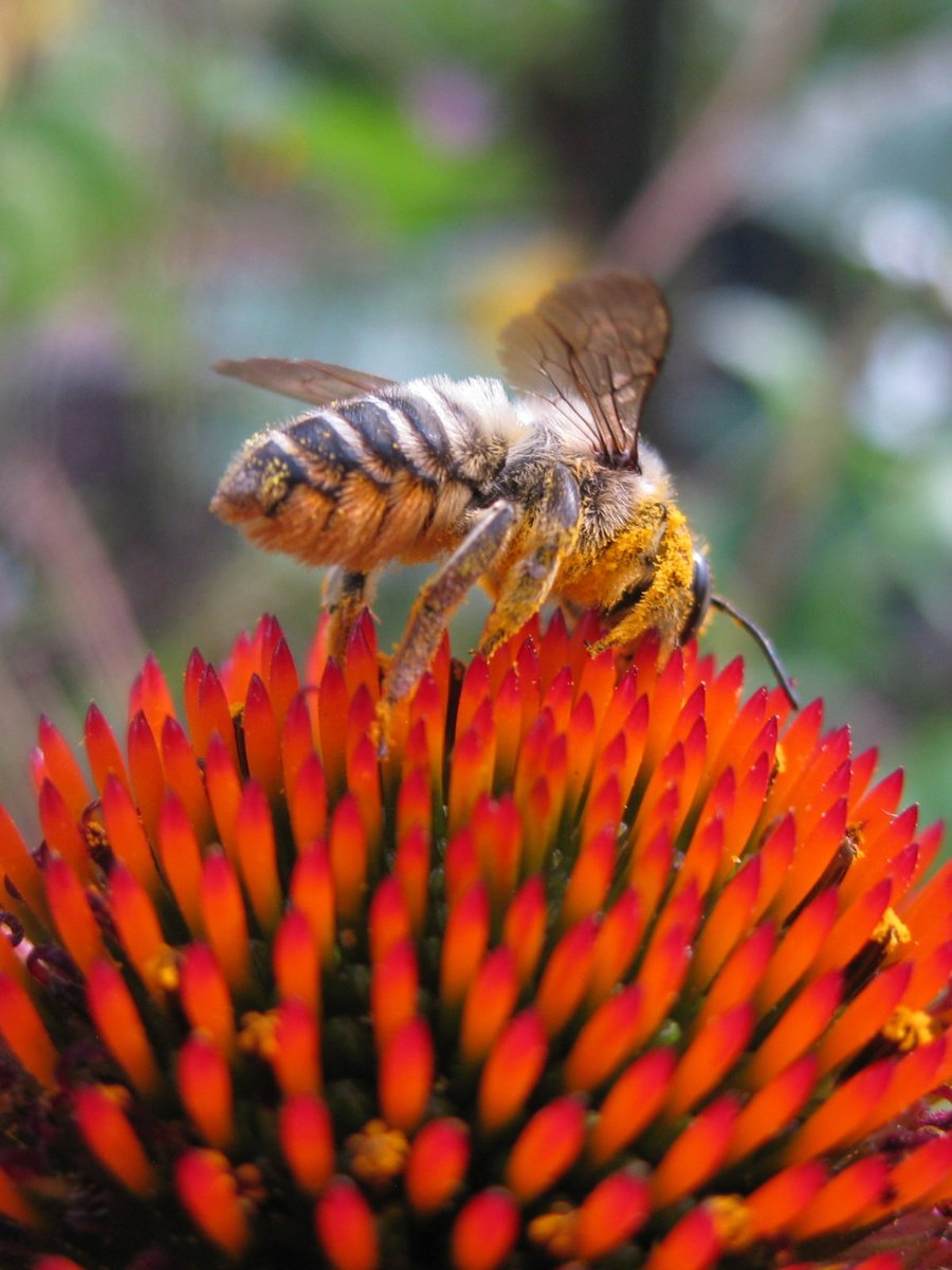 MrsNFTSizzle's tweet photo. A coneflower in full bloom, visited by a busy bee 🌸🐝 Celebrating nature, summer blooms, and the magic of pollinators.
https://t.co/xjZSbGfE9W
#BeeOnFlower #NaturePhotography  #floralart  #Pollinators #GardenFlowers #WildlifeArt #MrsNftSizzlePhotography https://t.co/PliShZxm1A