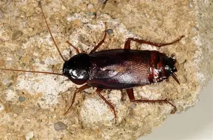 IF I HAD A SPIRET ANIMAL IT WOULD BE A ROACH 

BECAUSE I DON"T DIE MF 

Even the Devil’s scratching his head,

 wondering how I’m still standing.

he’s thrown everything he’s got at me &amp; then some 

★ Fasting 
★ Dry fasting 
★ Sleepless nights 
★ Loneliness 
★ Hate from