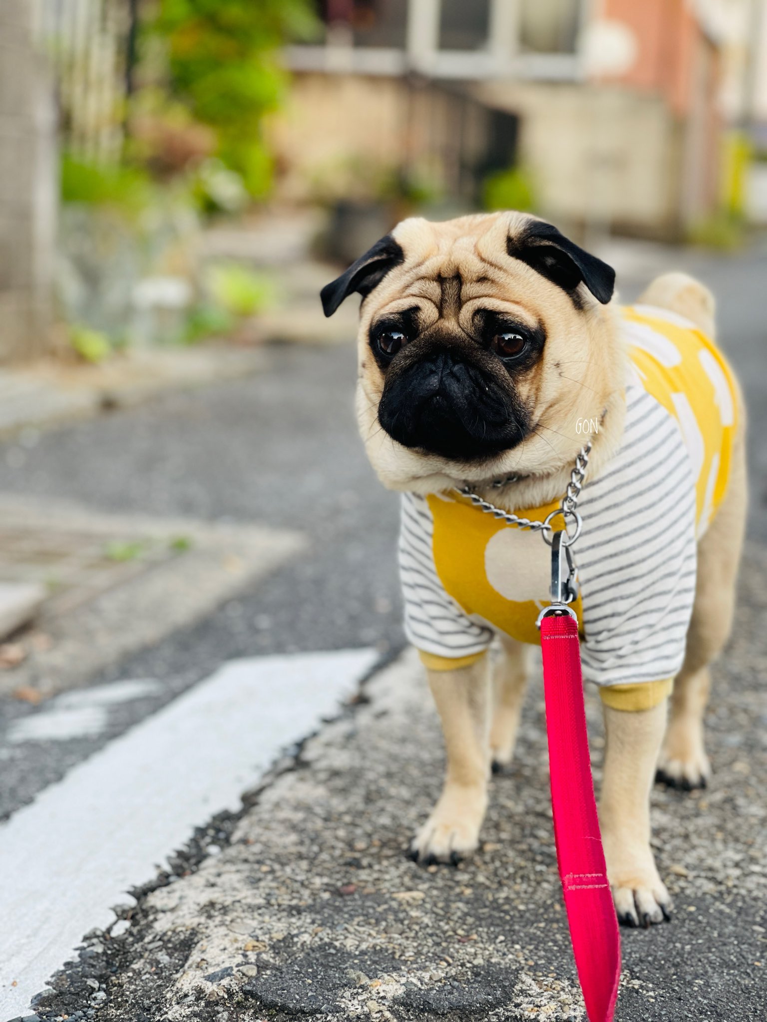 パグ走りおパグさん：フォーンver.（RUN PUG RUN） パグ走りおパグさん：フォーンver.（RUN PUG RUN）