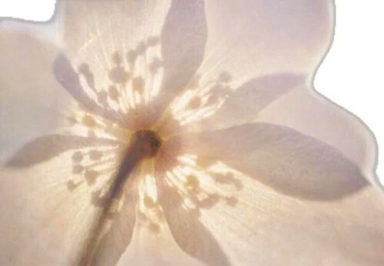 I just received flowers ⚘ 35 from payboyloser via Throne. do it again &lt;3 throne.com/brattypinkkitt… #Wishlist #Throne