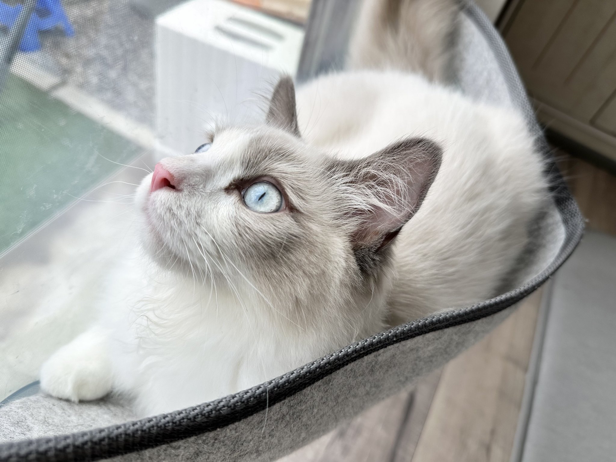 猫ご飯　バラ売り可 箸置き 日本猫箸置き ばら売り 送料無料 かわいい キャット 陶器