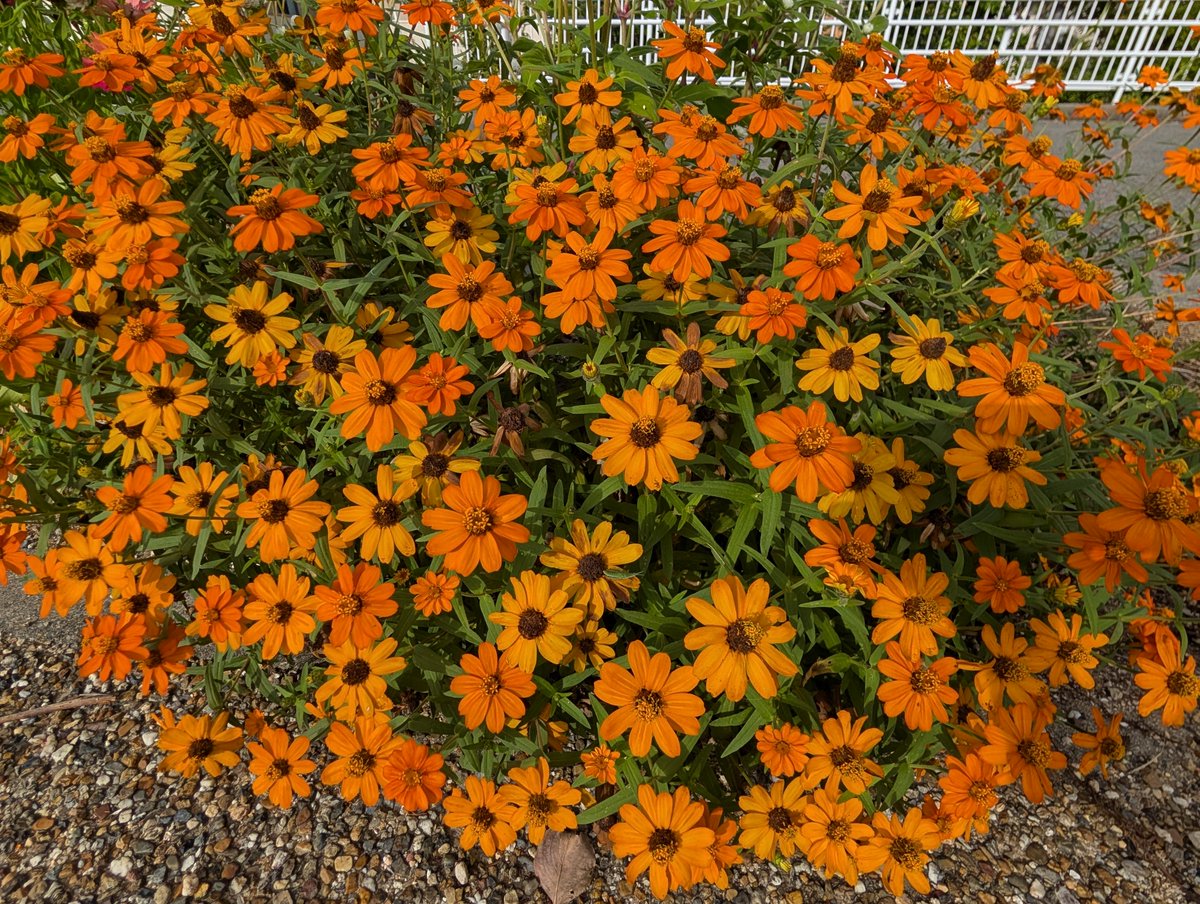 ひなた彩園@花の絵を描いてます on X: 