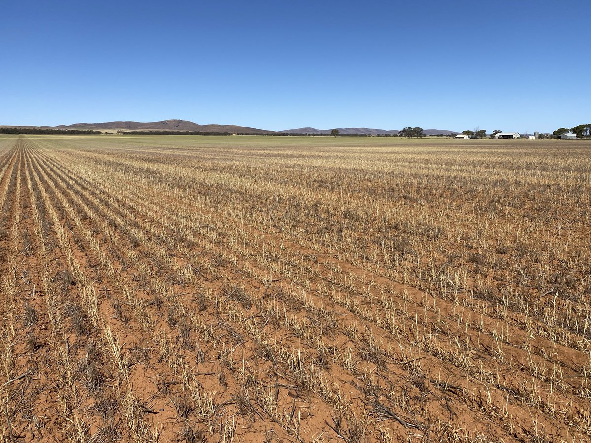Whilst it’s easy to be disappointed about the shine taken off this season, scenes from 2024 still sit like an ugly wound in the memory (same block, same date) Looking forward to harvest 2025! 🌾 
<a href="/joekoch35/">Joe Koch</a>