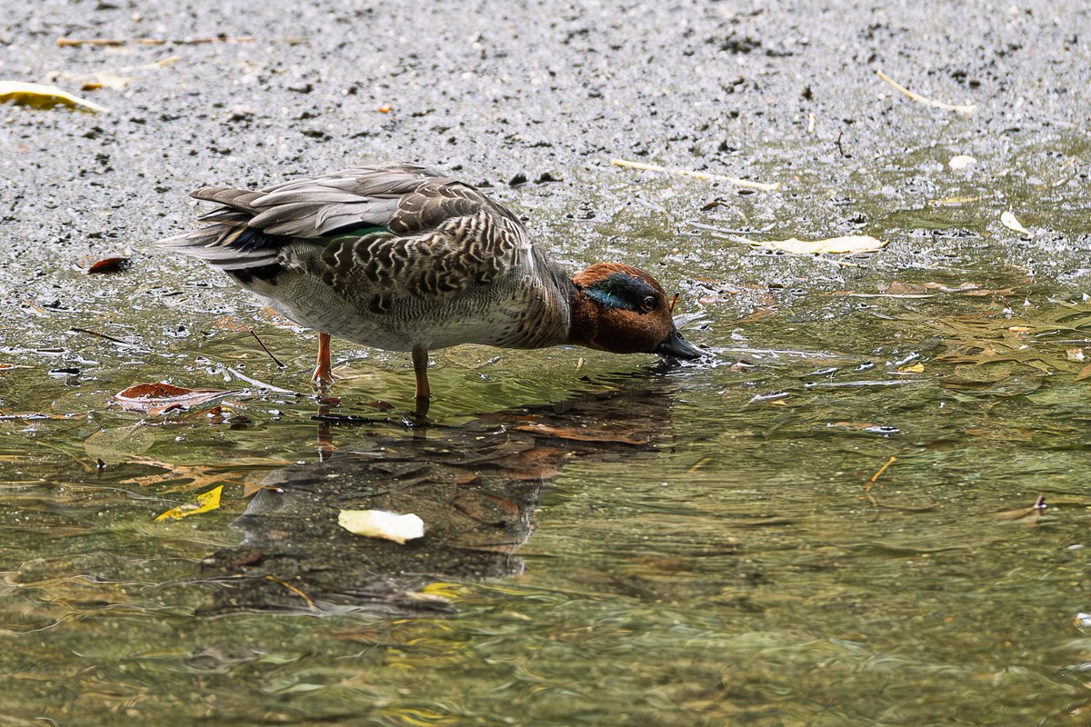 seniawski's tweet image. 2025.10.15. Central Park. The Pool. One of eleven green-winged teal. #birdcpp