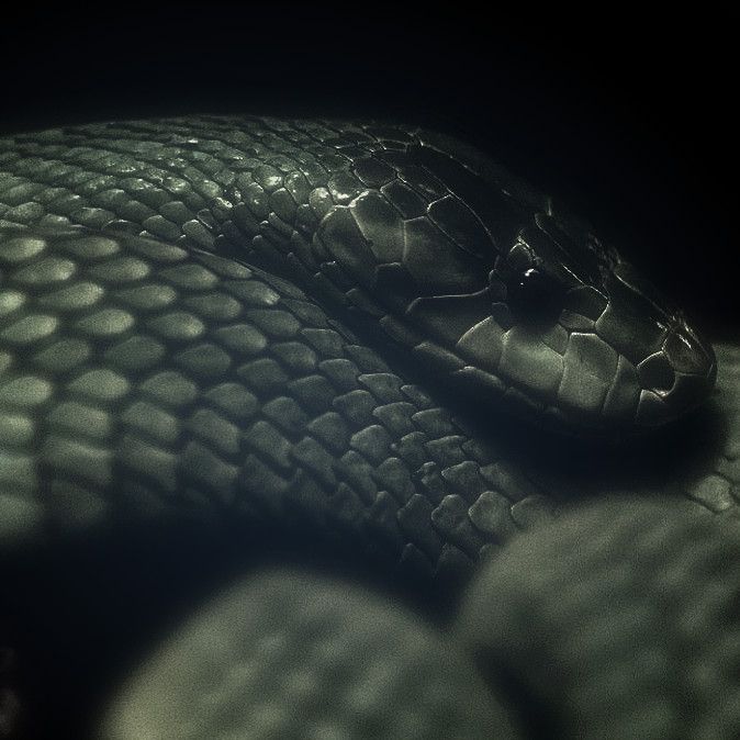 snakes host tweet media