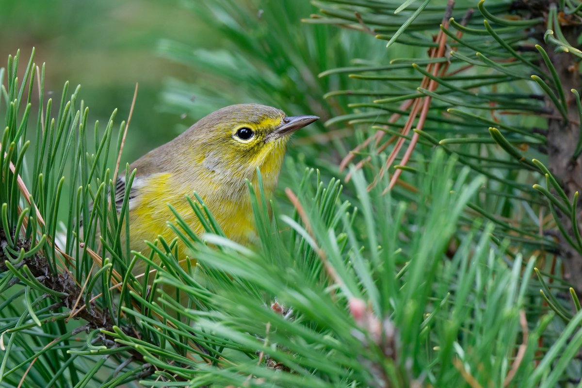hubbnyc's tweet image. A bright yellow Pine Warbler at the Pinetum in Central Park today
#pinewarbler #birdcpp #birdphotography #nikonphotography #fallmigration