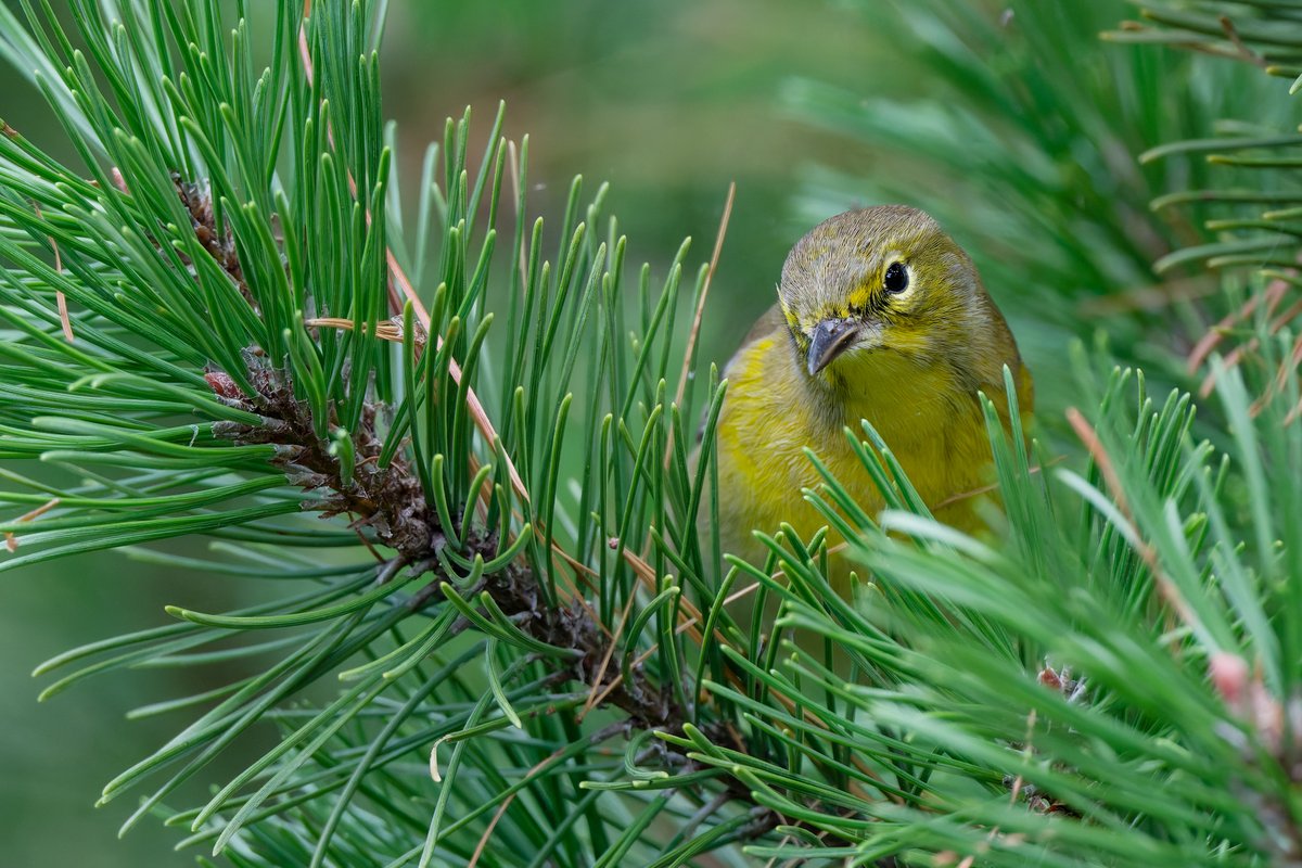 hubbnyc's tweet image. A bright yellow Pine Warbler at the Pinetum in Central Park today
#pinewarbler #birdcpp #birdphotography #nikonphotography #fallmigration