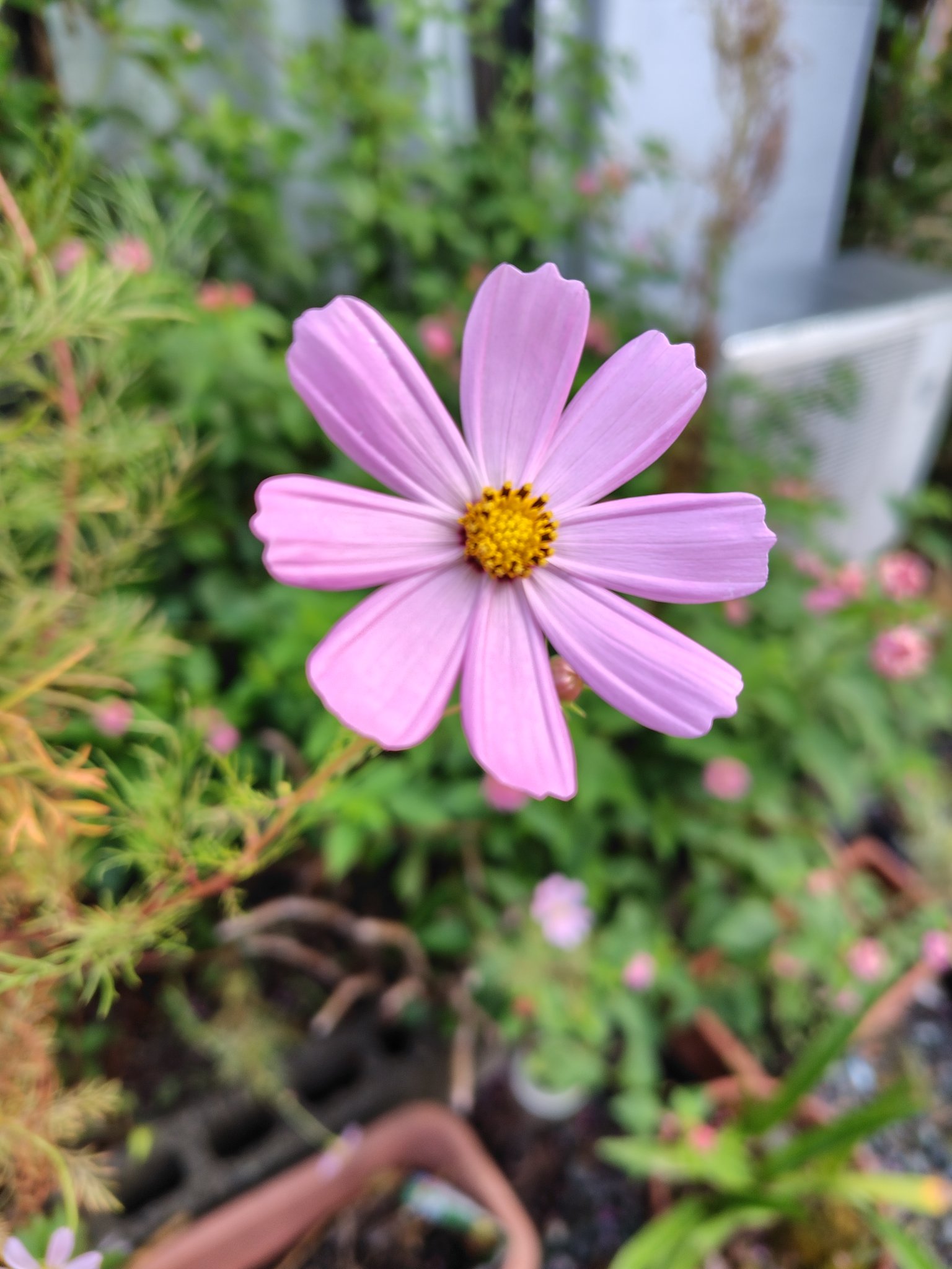 ひろりん🍠🌰 on X: 