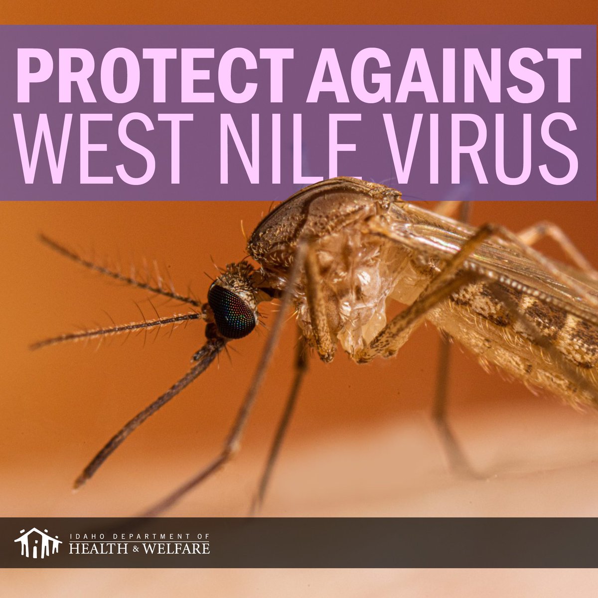 West Nile virus can cause serious, sometimes fatal illness, especially in older adults and people with certain health conditions. Protect yourself and loved ones from mosquito bites: Tips: westnile.idaho.gov