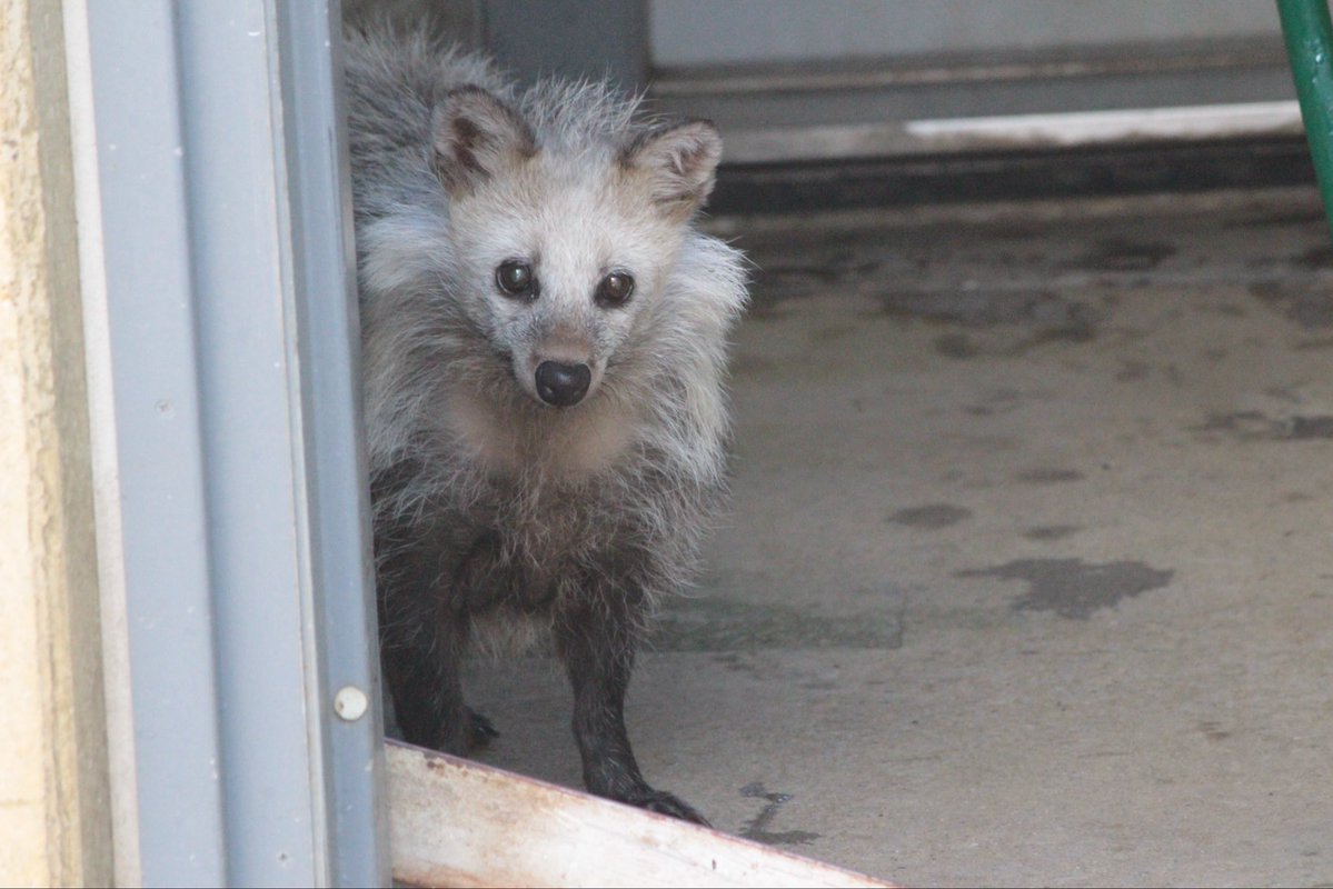 mochihachi_zawa's tweet image. #ムク曜日 の
おはようたぬき

#ホンドタヌキ #ムク 🌈 #市川市動植物園　
2023.9.3