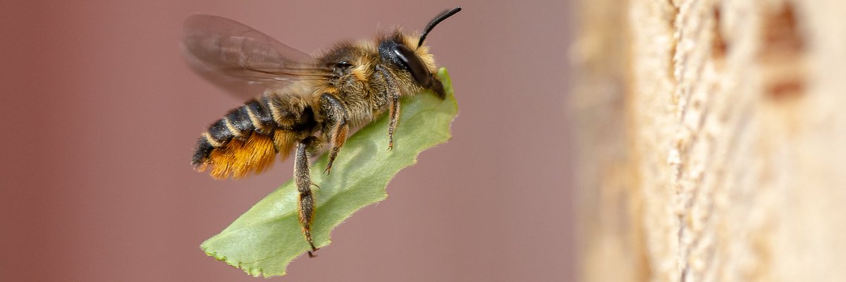 Phil Greaves Photos.🐝 📷 tweet media