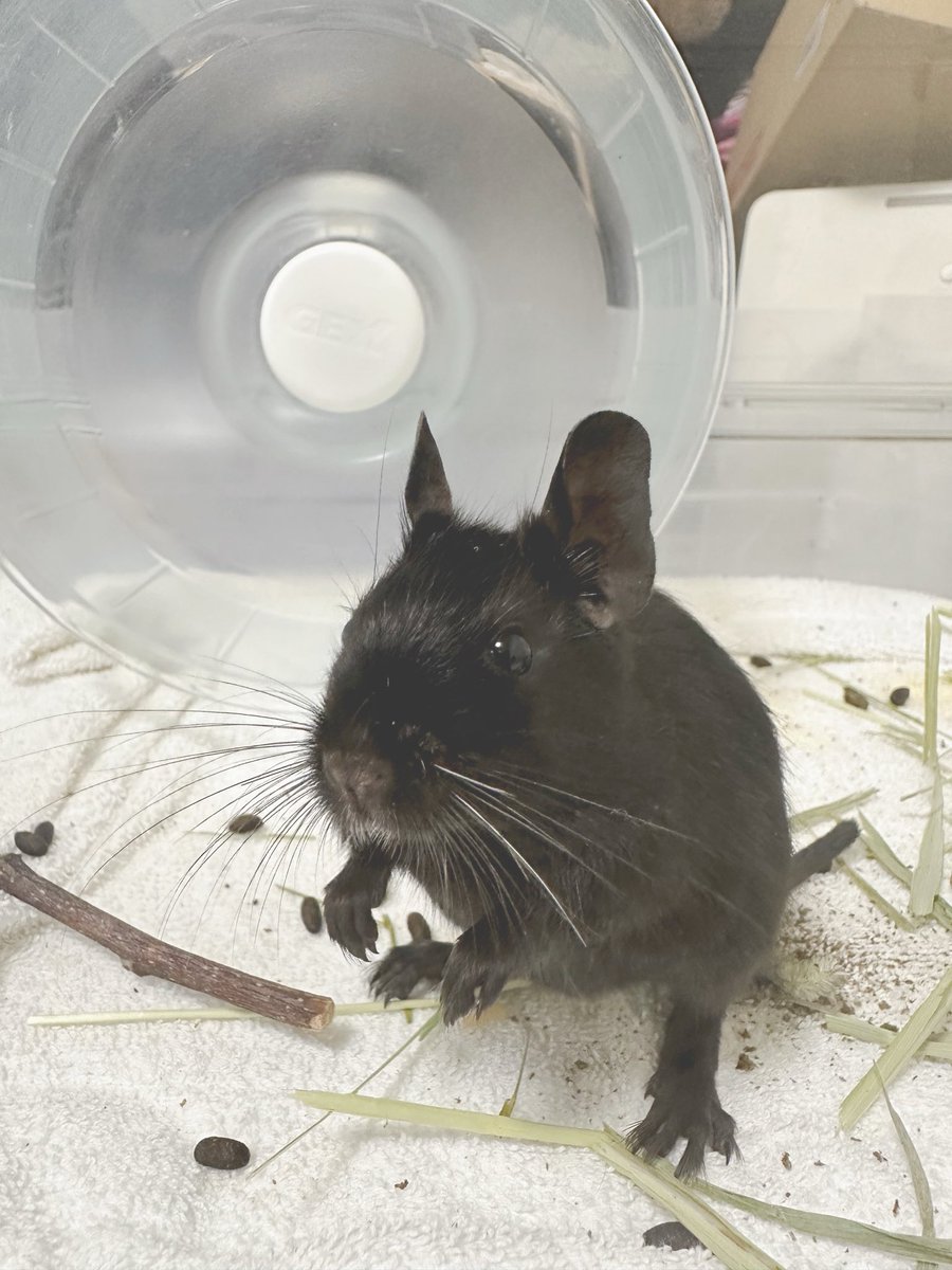 degu_0720's tweet photo. ナゴレプ2025秋にてお迎えした
ブラックデグーのふーくんです🖤

2025年7月20日生まれの男の子です！

尾切れが理由で2000円という破格で販売されていました。

デグーの可愛さを共有したくて、このアカウント始めました🥺

よろしくお願いします！！

#デグー #小動物 https://t.co/echaoyF6mQ