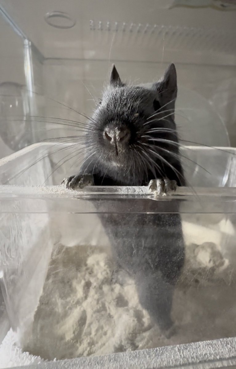degu_0720's tweet photo. ナゴレプ2025秋にてお迎えした
ブラックデグーのふーくんです🖤

2025年7月20日生まれの男の子です！

尾切れが理由で2000円という破格で販売されていました。

デグーの可愛さを共有したくて、このアカウント始めました🥺

よろしくお願いします！！

#デグー #小動物 https://t.co/echaoyF6mQ