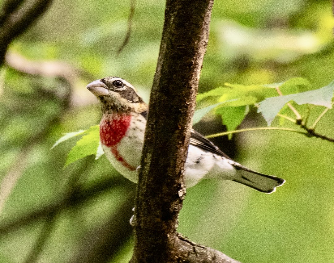 madsurf19's tweet image. Always the most special to see a Rose Breasted Grosbeak, in his fall colors within the Ramble #birdcpp #birdphotography #nikonphotography #birdtwitter