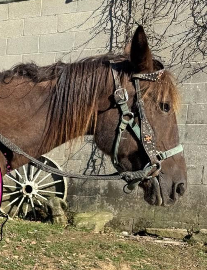 🚨🚨🚨EMACIATED AND NEGLECTED🚨🚨🚨 Lizza Jane Waglace needs our help! This poor 20 yr old Stb mare used up and thrown away doesn’t stand a chance! We need to get her out and safe! She needs our help! Just look at those heartbroken eyes paypal.com/donate?campaig…