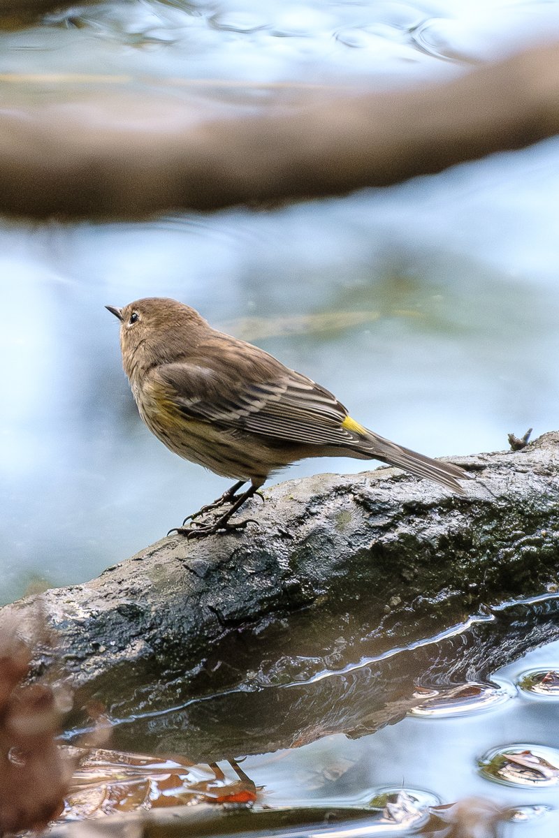 seniawski's tweet image. 2025.10.15. Central Park. The Pool Yellow-rumped warbler. #birdcpp