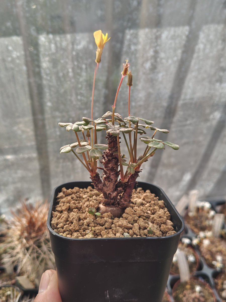 オマメプランツ (@omame_plants) / Posts / X