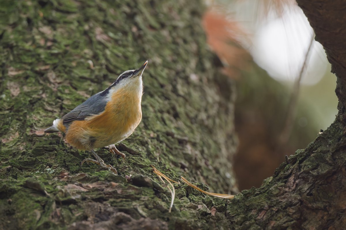 hubbnyc's tweet image. Red-breasted Nuthatch at the Pinetum in Central Park today
#redbreastednuthatch #birdcpp #birdphotography #nikonphotography #fallmigration