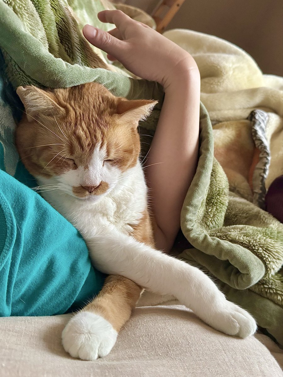 こちらは今朝絶妙にかっこいいポーズで人間の毛布に潜り込んでいた甘えん坊猫ちゃん。