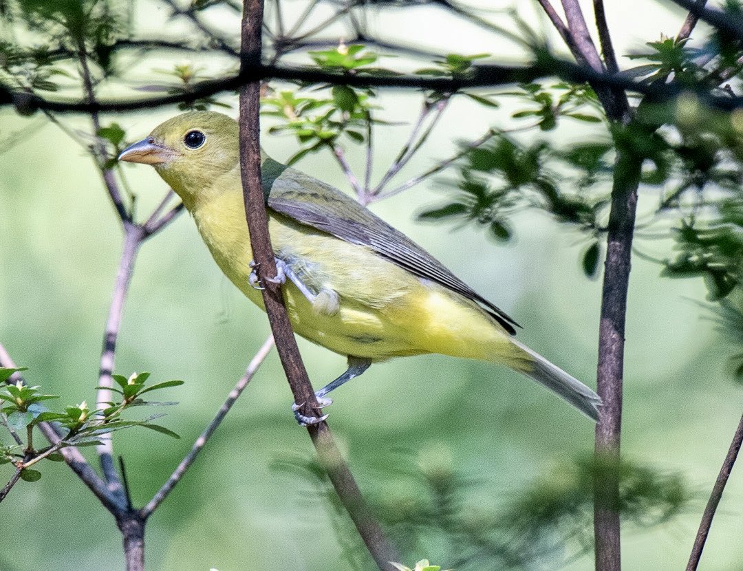 madsurf19's tweet image. On an incredible fall migration day that felt like birds were in every tree (September 27), this female Scarlet Tanager in the Ramble was a wonderful highlight #birdcpp #birdphotography #nikonphotography #birdtwitter