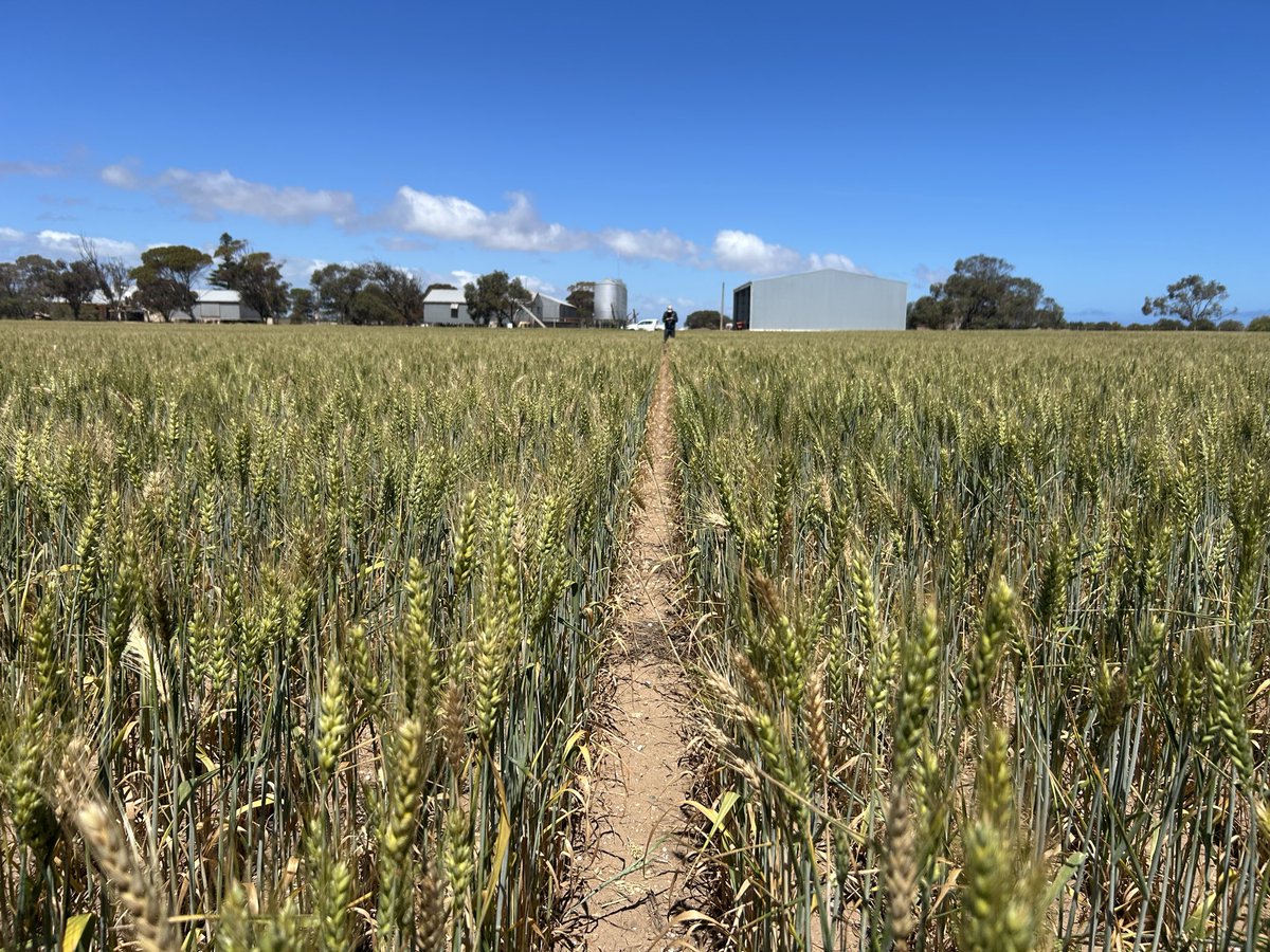 No subsoil moisture, no late rain and plenty of warm days. Plenty of crown rot showing up. Victrato performance outstanding, easy to see treated vs untreated. Can’t wait to see yields! #Syngenta #Victrato