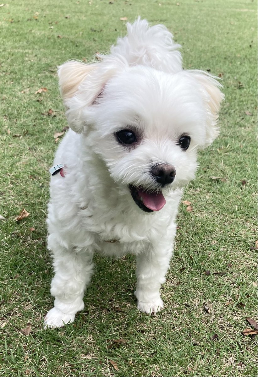 ぽっぽオーダー♡3ワンコちゃん♡ ぽっぽオーダー♡3ワンコちゃん♡ マルチーズのポポちゃん