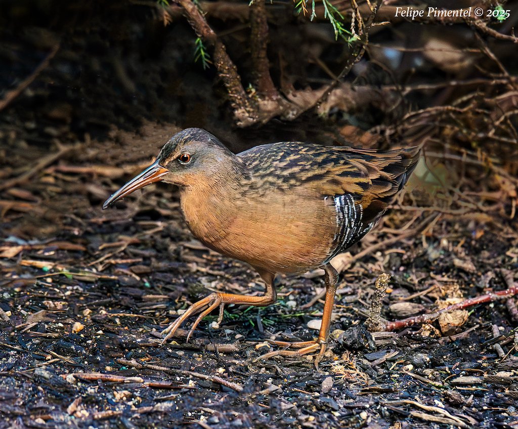 Fpimentel1954's tweet image. Virginia Rail (Rallus limicola). Seen in Verizon Square, Manhattan, NYC. #BirdsSeenIn2025 #birdcpp #nikonphotography #wildlifephotography #birdphotography #birdwatching