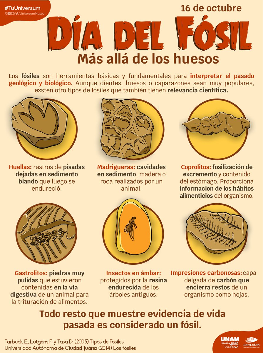 ¡Hoy es el Día del Fósil! 🦴🦖

En Universum lo celebramos con muy interesantes actividades.
Conoce cuáles aquí bit.ly/3KoxBDR
¡Te esperamos!