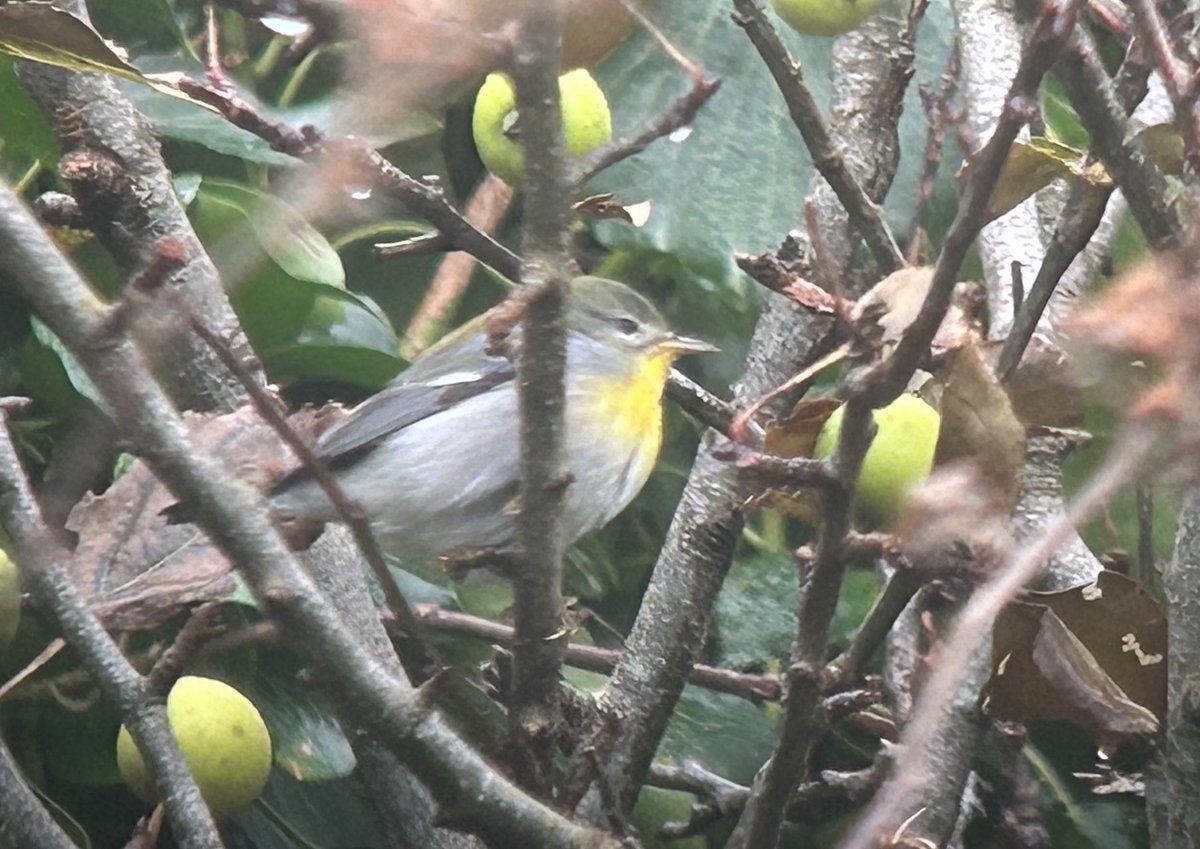 Dara Fitzpatrick tweet media