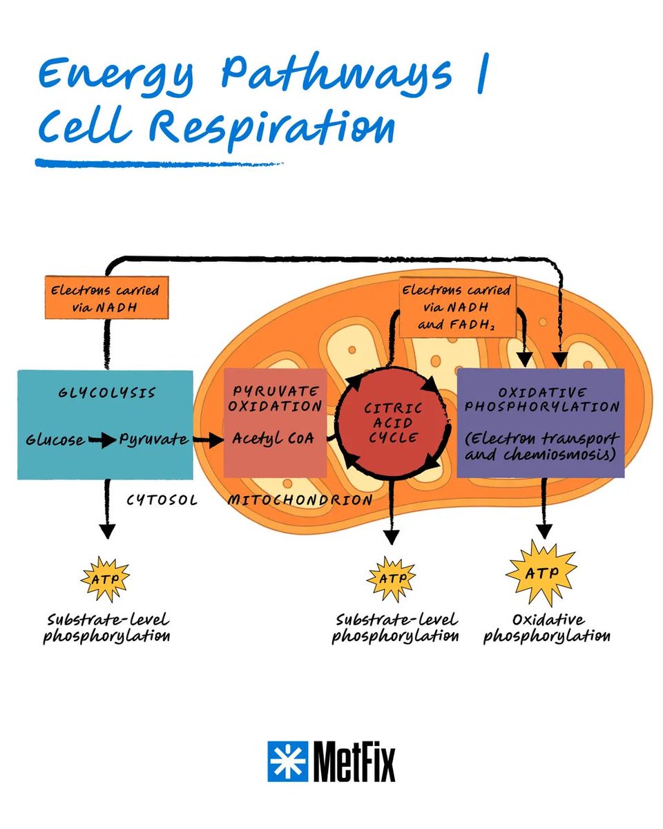 MetfixByBSI's tweet image. Fueling Life:
How Cells Make Energy
Every cell in your body is a tiny powerhouse — constantly converting glucose into usable energy through cell respiration. 🌿