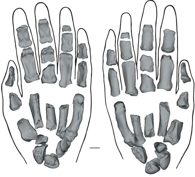 ausar_the's tweet image. Reconstruction of the hand of Paranthropus boisei, based on new fossils.