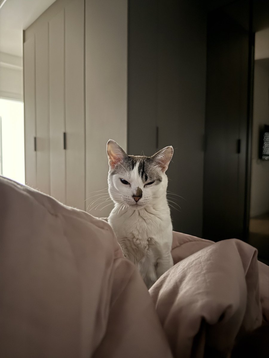 sofiasantino's tweet image. bella hadid não vai desfilar hj pq acordou de mal humor!