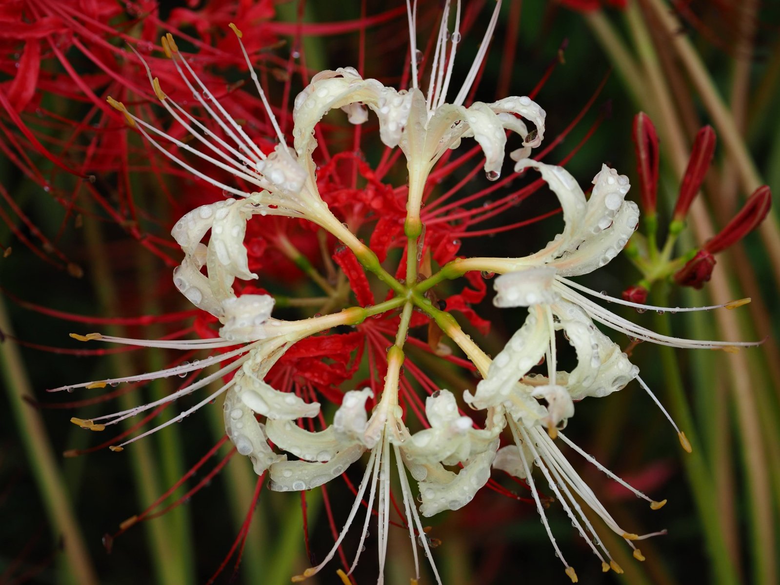 ざんざるぶ on X: 