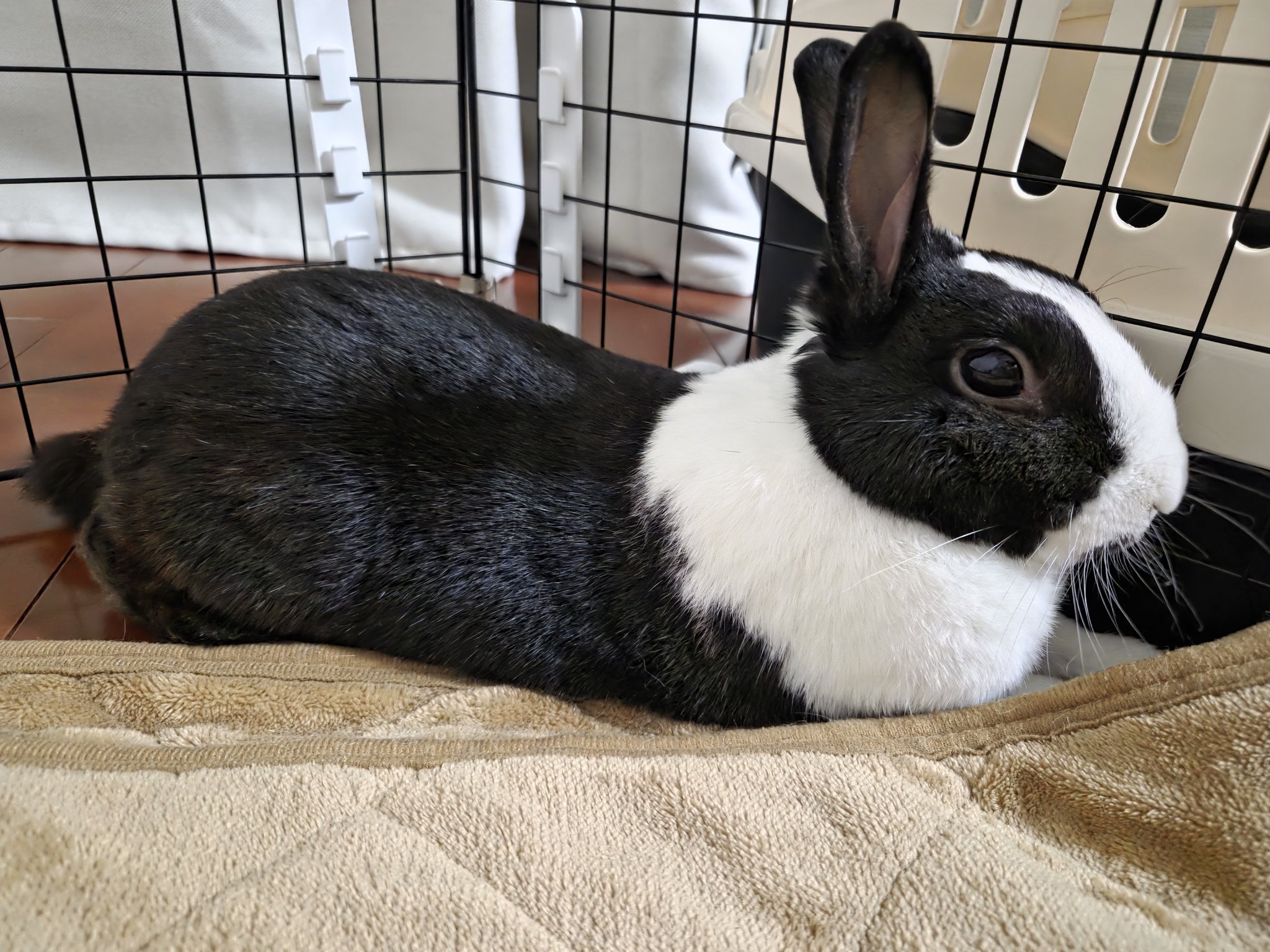 【パンダさん】1 Fanam×2枚 らんま1/2 PちゃんぬいぐるみXL プレミアム 早乙女玄馬 パンダ