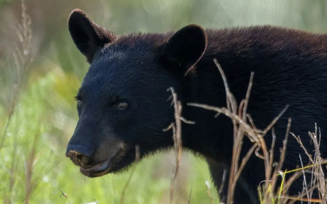 Can buying hunting licenses help save Florida's black bears? There is NO scientific grounding to support a bear hunt in Florida to "control the population," which shows no signs of being overpopulated. buff.ly/aTcEmzN