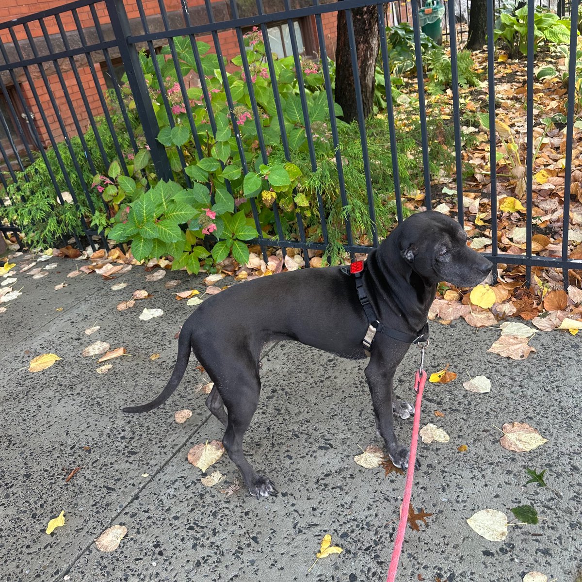 wormiebjohnson's tweet image. They call me IBS becus I Be Standin