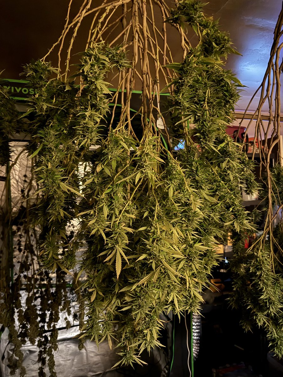 CptnNugz's tweet image. All 11 down and hanging
