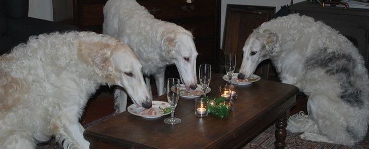 daily frederico furico (@amofurico) on Twitter photo 