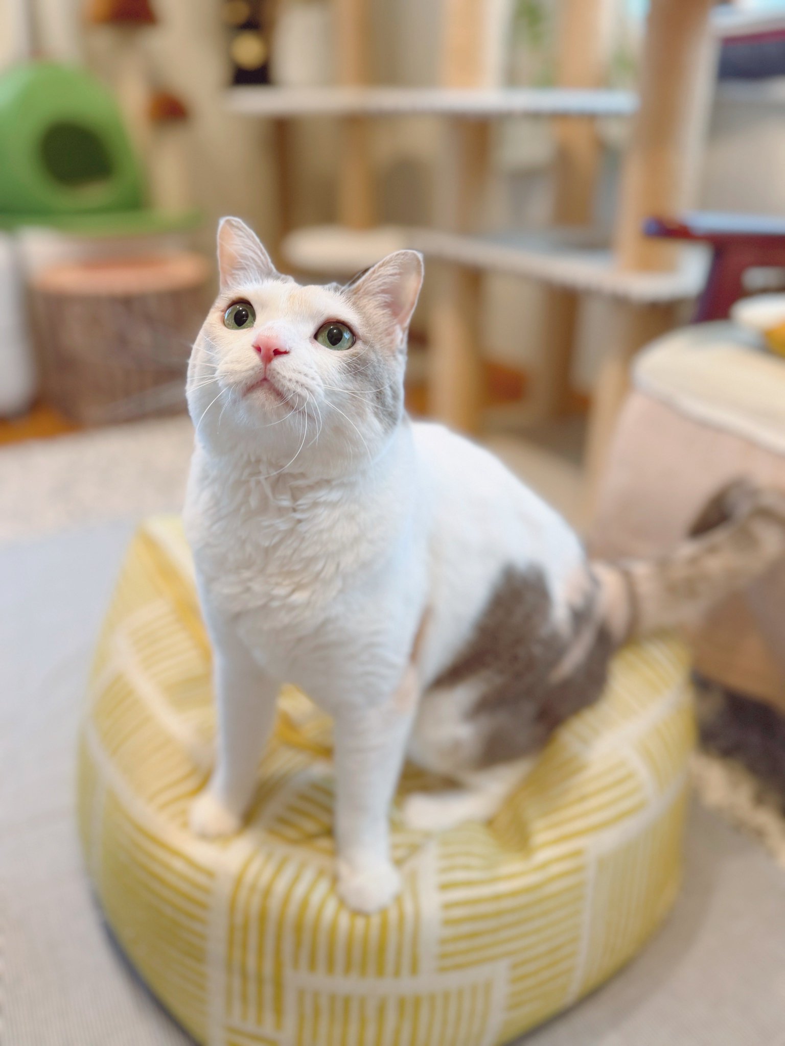 三毛猫♡仲良しひよこ♡コタツ大好き めるきど𓏲𓎨𓁉 on X: 