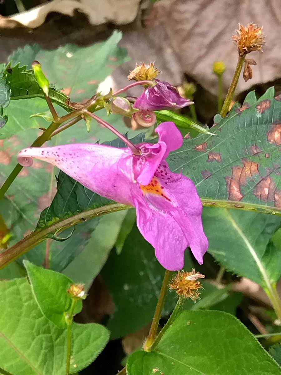 雨が降る　肌寒い日になりました☔😖

素敵な１日をお過ごし下さい(⁠｡⁠♡⁠‿⁠♡⁠｡⁠)

#山野草
マタタビ　ヤマササゲ　ツリフネソウ