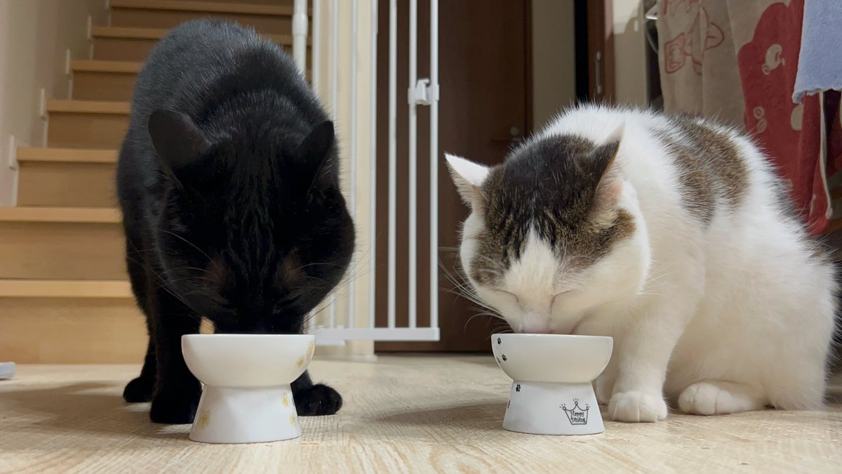 おはよ🐈‍⬛🐈
昨日お義母さんの誕生日だったのでニャンズにもスペシャルフード✨

#猫のいる暮らし
#黒猫　#湊くん　#白猫　#立夏くん