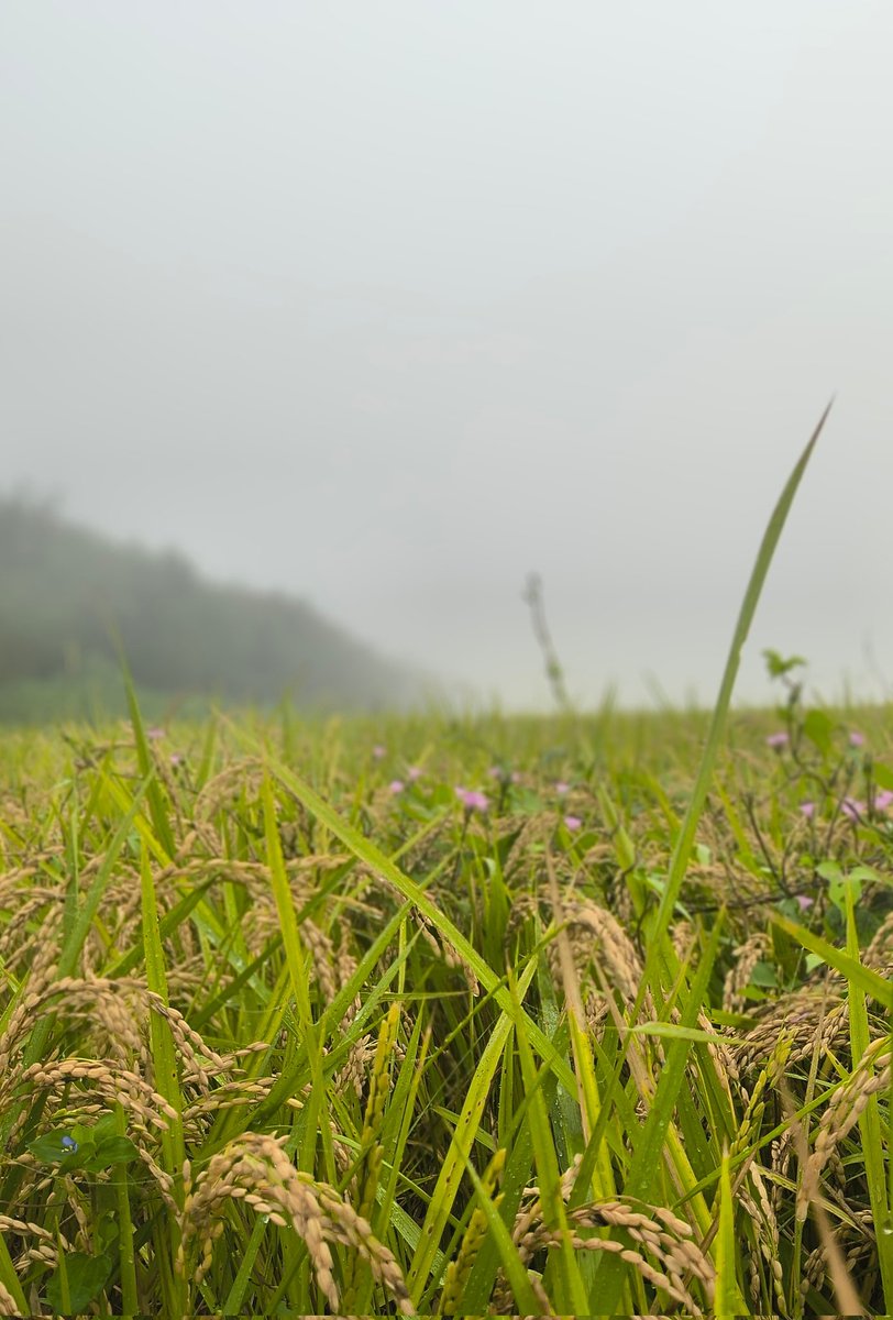 秋の田の穂の上に霧らふ朝霞