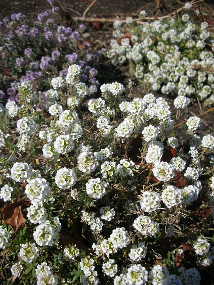 honky_tonk's tweet image. 【人生の魔法】-1031　考えても分からず、運命に任せると見えてくる
ascension2011.jugem.jp/?eid=2442

真実とはわが身に起こった事
気がついたら進んでいる先
そこで発見するもの
#destiny #運命 #entrust #委ねる