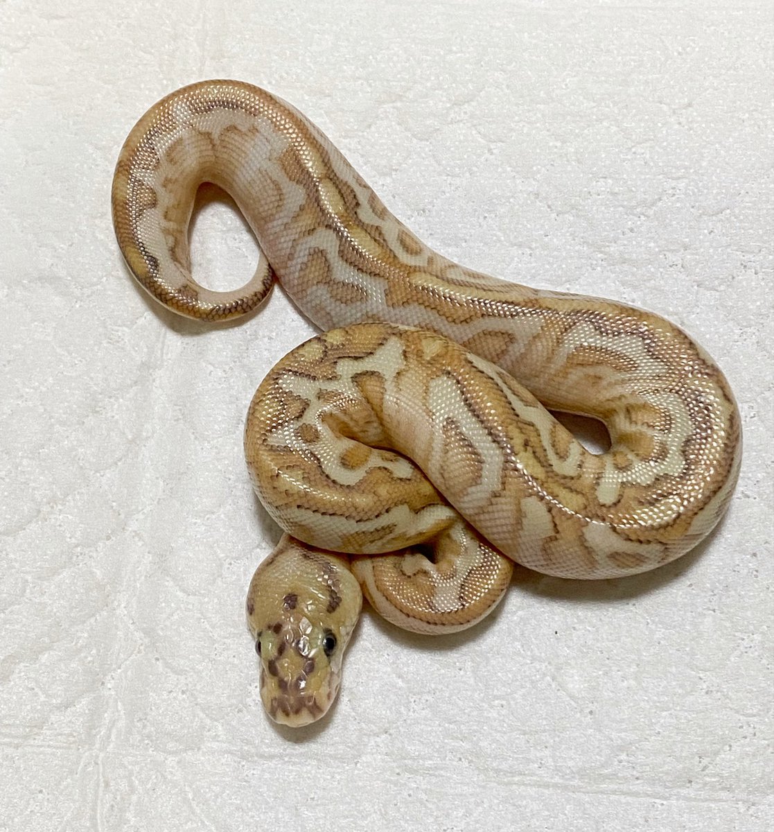 Free_reptile's tweet image. 2匹共にいい感じ👍
1匹シャークチンの♂でした。
餌付いたら残すか販売するか考えようかなと…
もう1匹は出て欲しかった♀なのでキープです