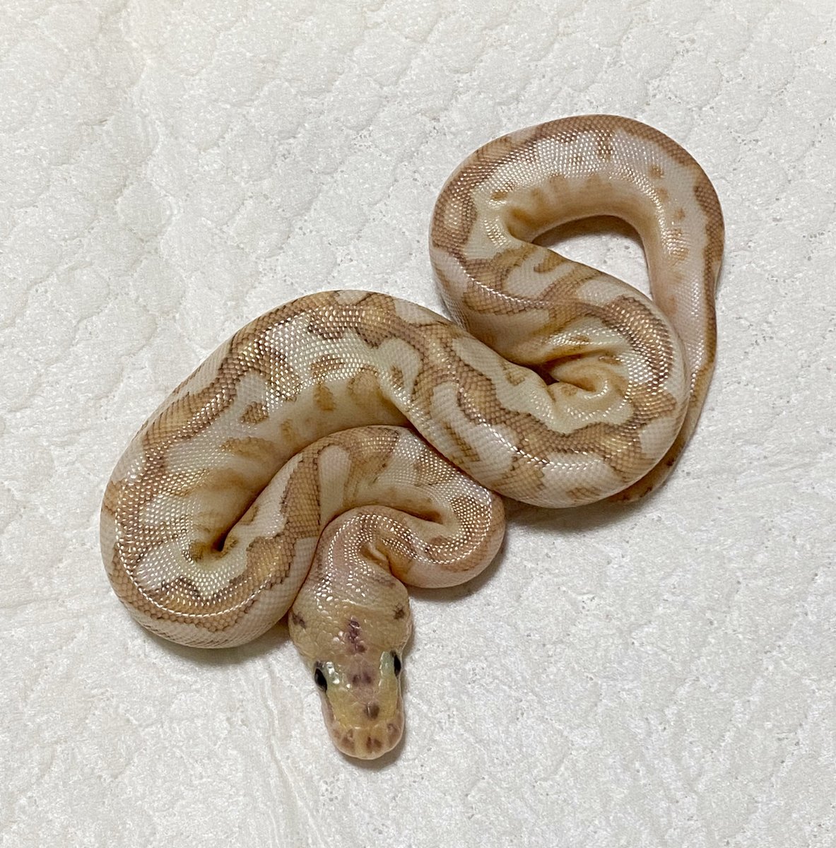 Free_reptile's tweet image. 2匹共にいい感じ👍
1匹シャークチンの♂でした。
餌付いたら残すか販売するか考えようかなと…
もう1匹は出て欲しかった♀なのでキープです