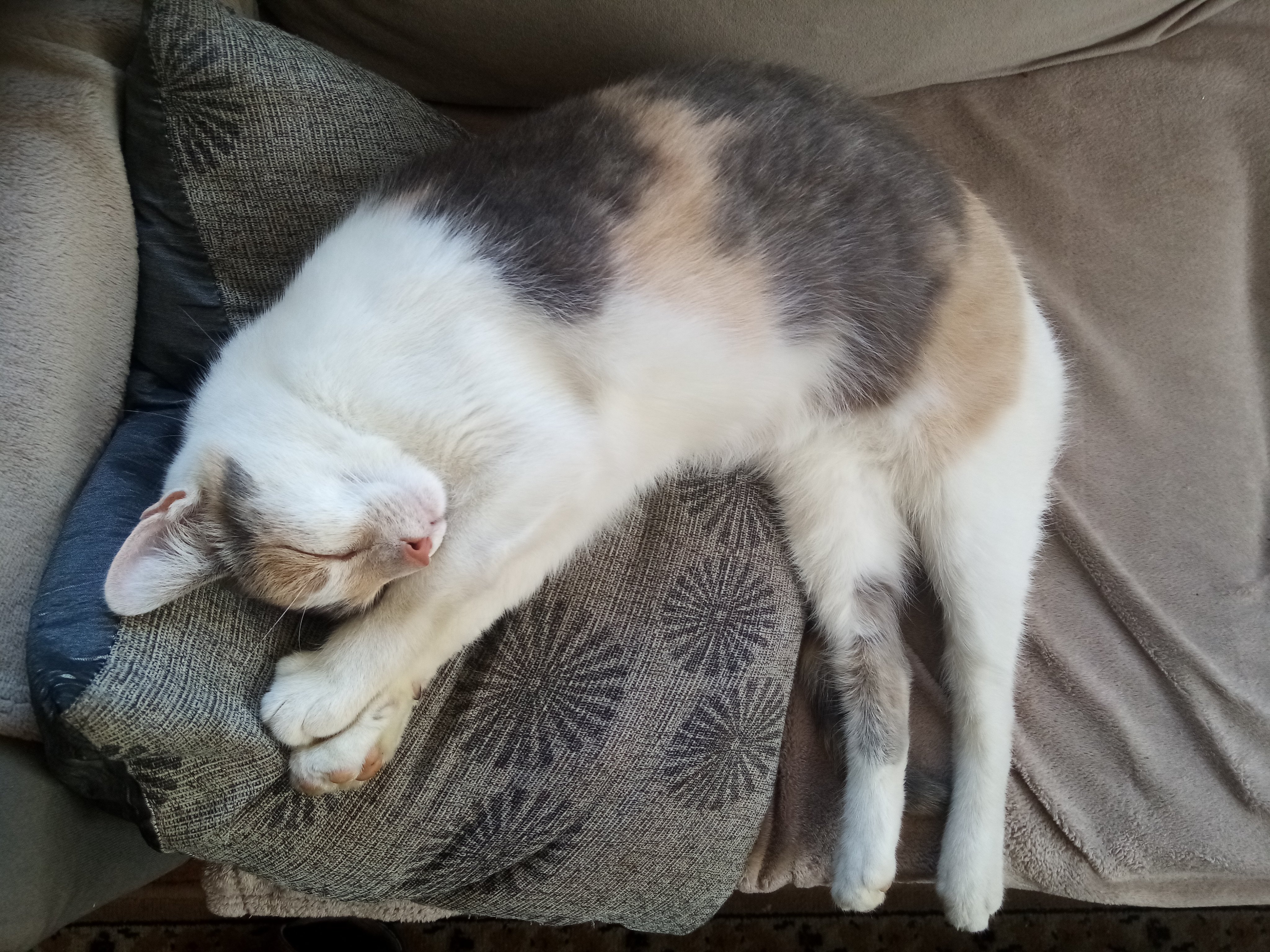 nekko1127@猫飼ってます 379 nekko1127@猫飼ってます 379