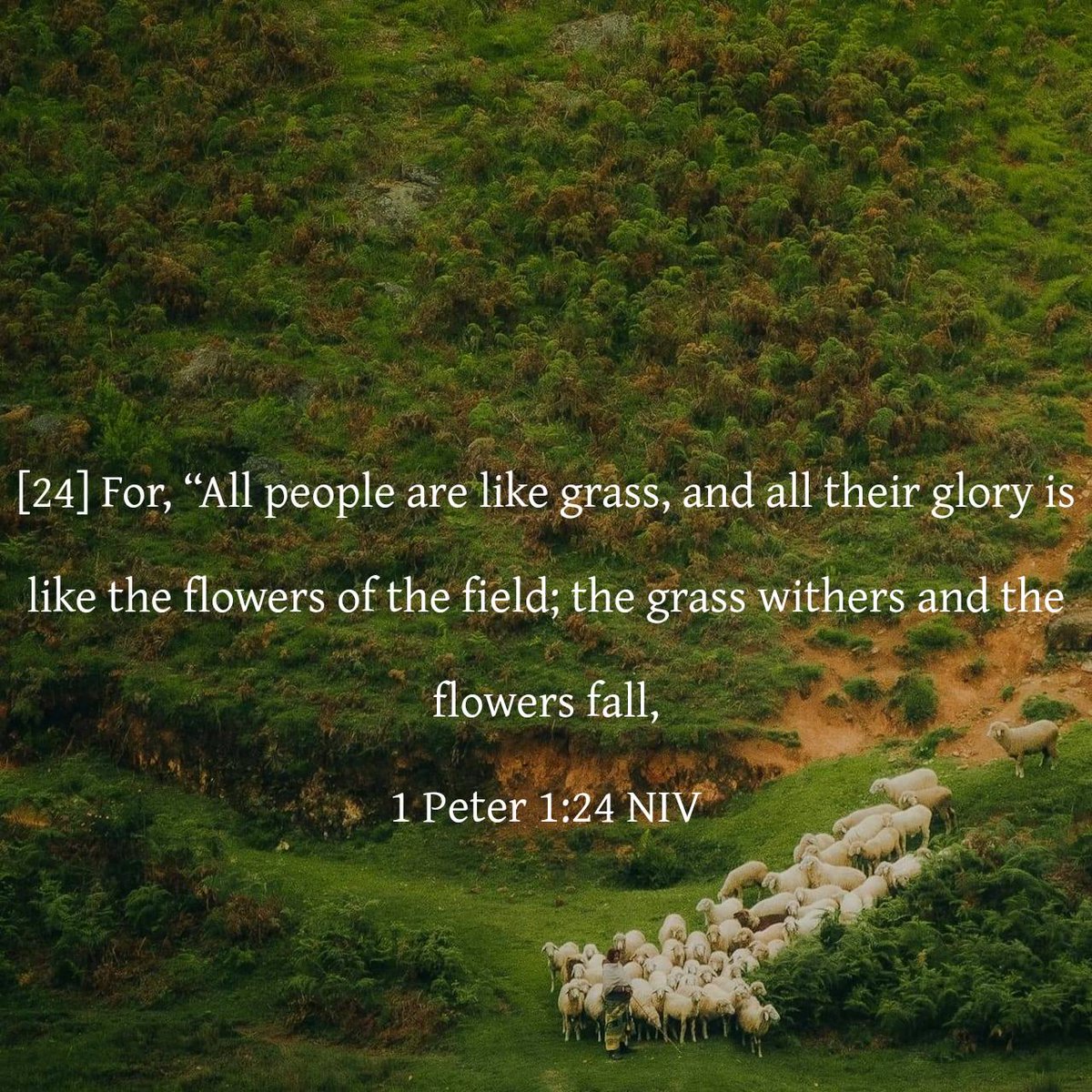 thomaschinga's tweet image. grass withers and the flowers fall,