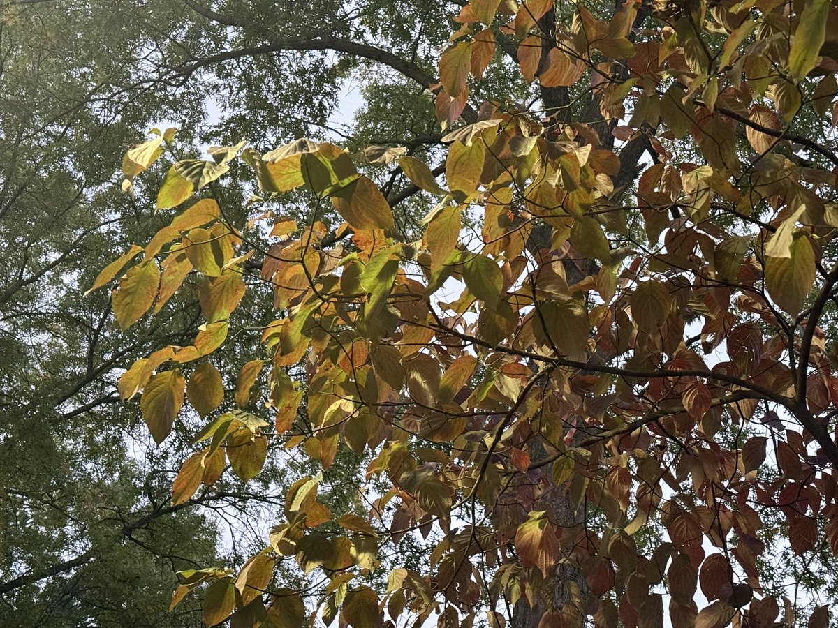 fall leaves   and i can’t wait to see you  again