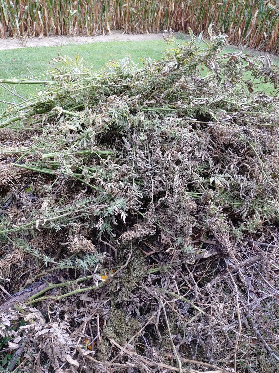 Wayne King tweet media